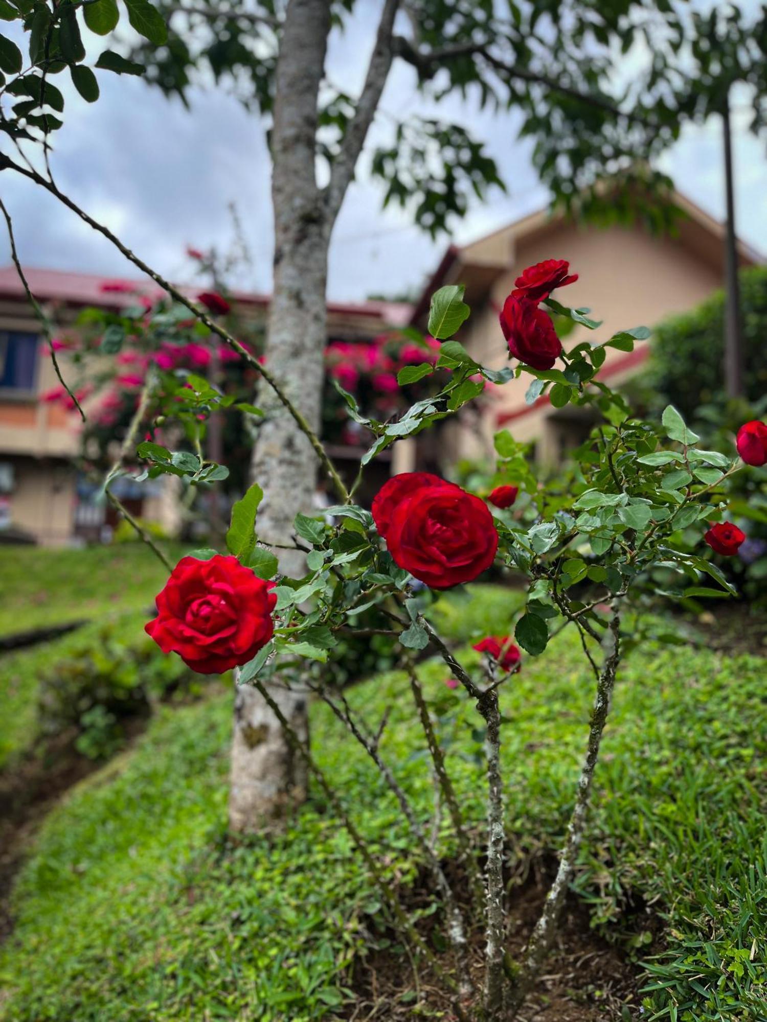 Legacy Boutique Hotel Quesada  Kültér fotó